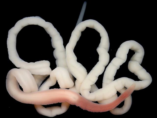 Lineus lacteus syn Ramphogordius lacteus nemertean ribbon worm images